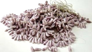 Loose Beads on String Light Mauve Color, Tooth Shaped, 1/2" Wide Beads, 3.9oz Bag