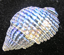 Load image into Gallery viewer, Button Set of Four in Shape of Shell Iridescent Dainty .5&quot;